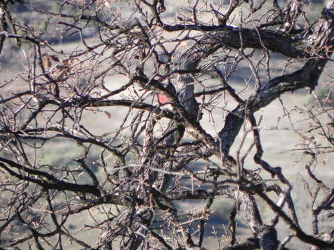 Image of Lewis's Woodpecker