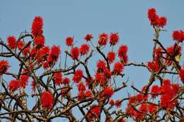 Imagem de Erythrina abyssinica DC.