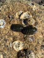 Image of Chiton virgulatus G. B. Sowerby II 1840