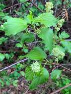 Image of Redstem Ceanothus