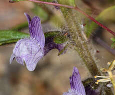 صورة Antirrhinum cornutum Benth.