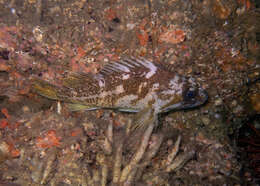 Image of Gopher rockfish