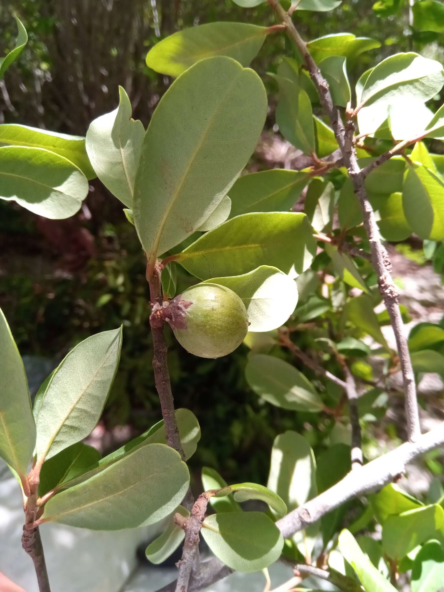 Image of Capurodendron pervillei (Engl.) Aubrév.