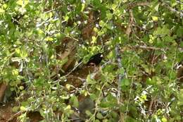 Image of Dusky Indigobird