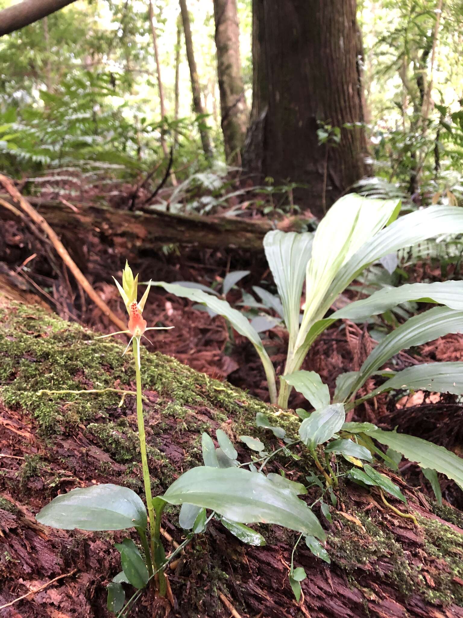 Image of Lily-leaf Orchid