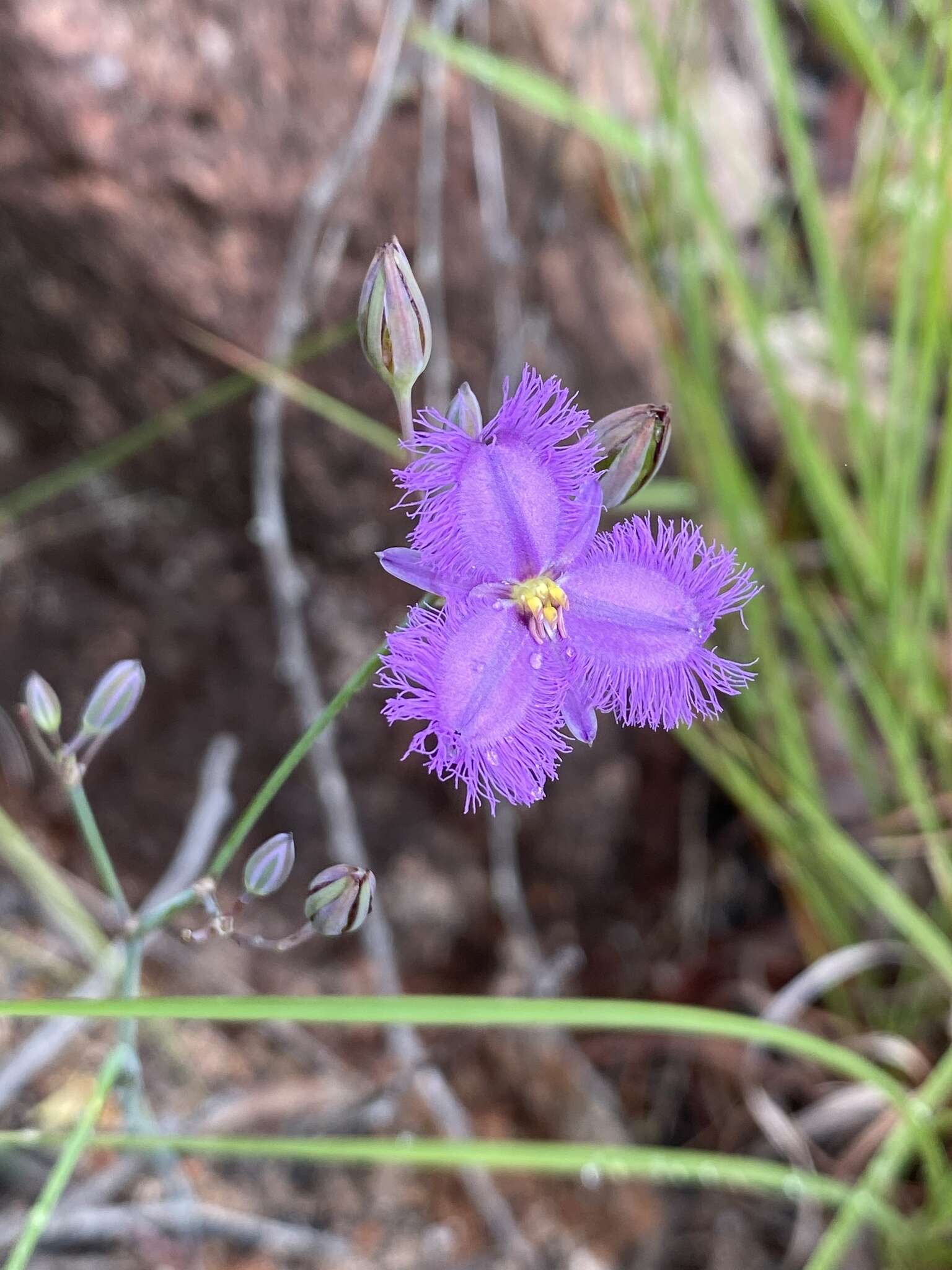 Image of Thysanotus banksii R. Br.