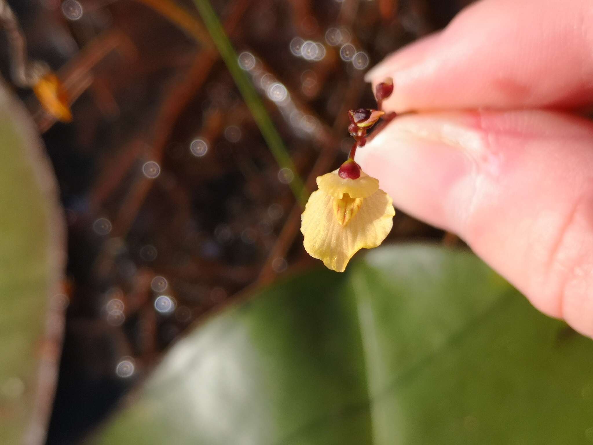 Imagem de Utricularia bremii Heer