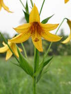 Lilium canadense L. resmi