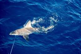 Image of Sandbar Shark