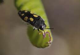 Image of Acmaeodera jocosa Fall 1899