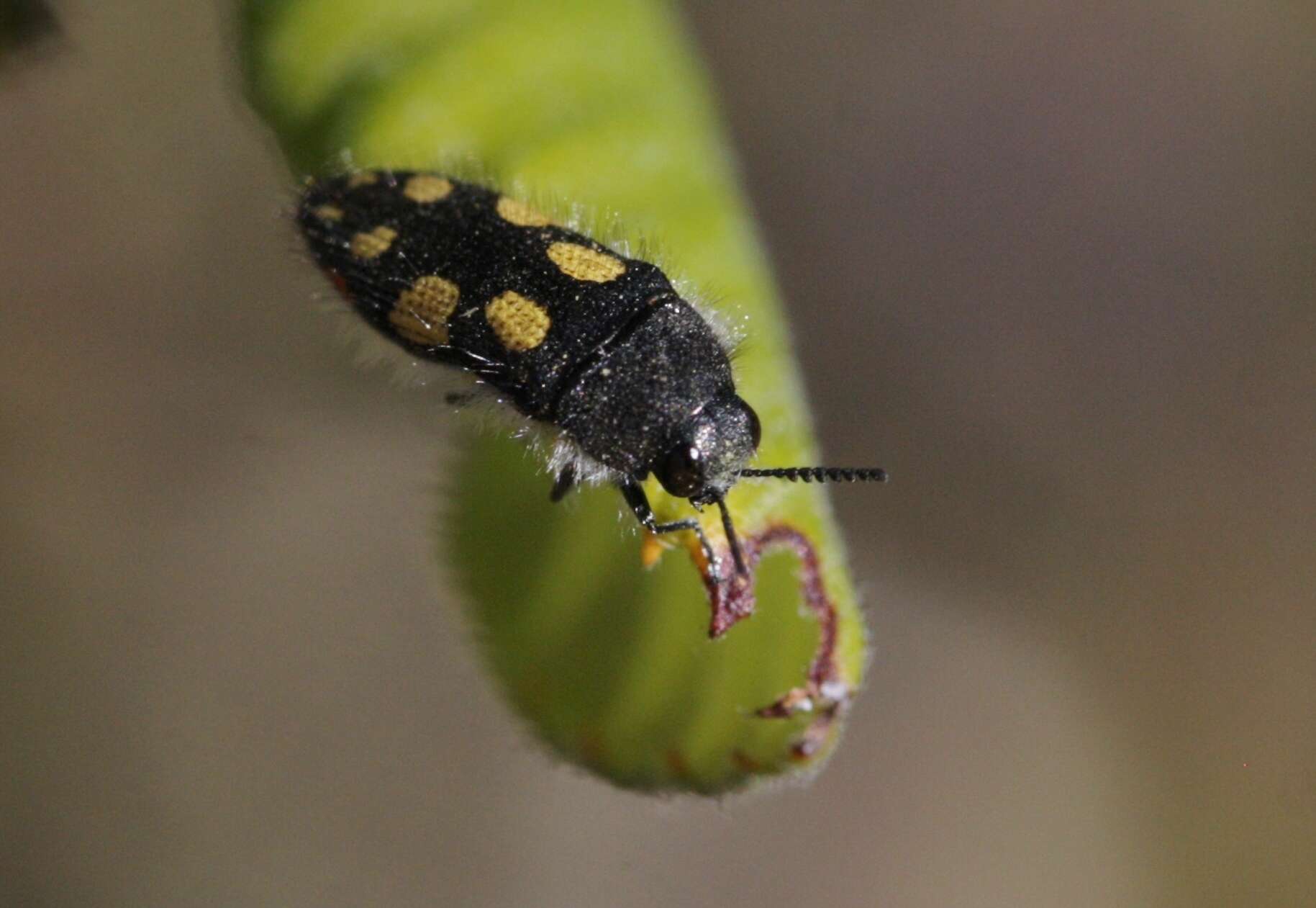 Image of Acmaeodera jocosa Fall 1899