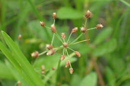 Plancia ëd Fimbristylis littoralis var. littoralis