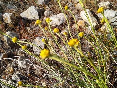 Image of Helichrysum stoechas subsp. barrelieri (Ten.) Nym.