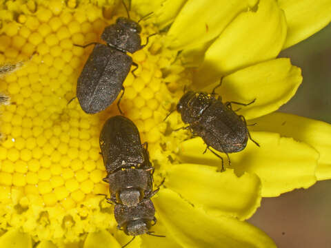 Image of Anthaxia nigritula (Ratzeburg 1837)