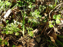 Image of Daucus glochidiatus (Labill.) Fischer, C. Meyer & Ave Lall.