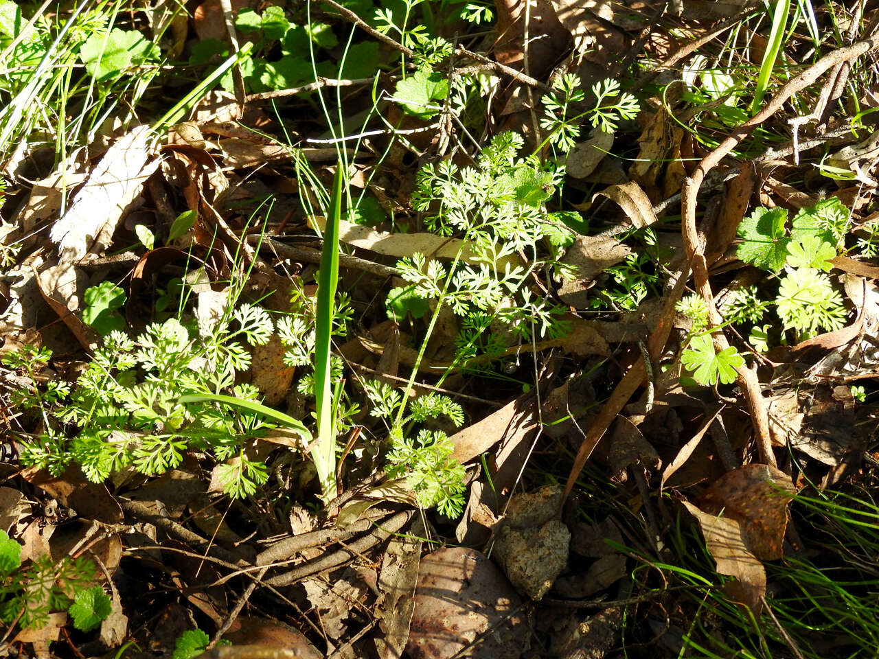 Imagem de Daucus glochidiatus (Labill.) Fischer, C. Meyer & Ave Lall.