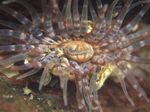 Image of Anthopleura anjunae Den Hartog & Vennam 1993