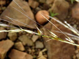 Plancia ëd Stipagrostis ciliata var. capensis (Trin. & Rupr.) De Winter