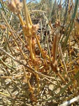 Image of Sea Grape