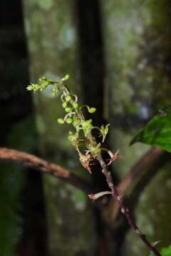 Crepidium matsudae (Yamam.) Szlach.的圖片