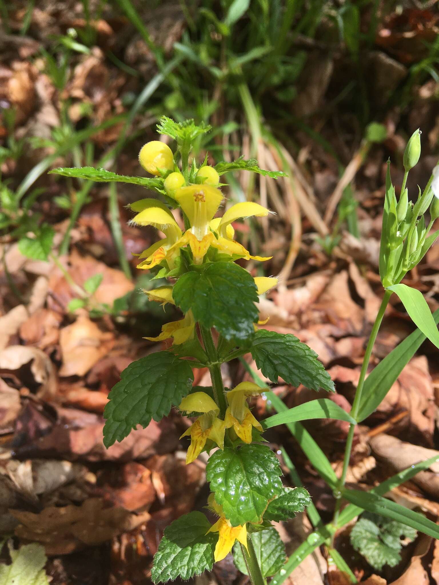 Слика од Lamium galeobdolon subsp. galeobdolon