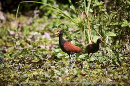 Image of Jacana jacana jacana (Linnaeus 1766)