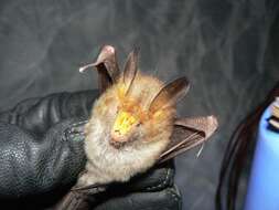 Image of Hairy Slit-faced Bat -- Hairy Slit-faced Bat