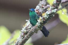 Image of Indigo-capped Hummingbird