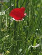 Imagem de Papaver umbonatum Boiss.