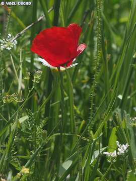 Imagem de Papaver umbonatum Boiss.