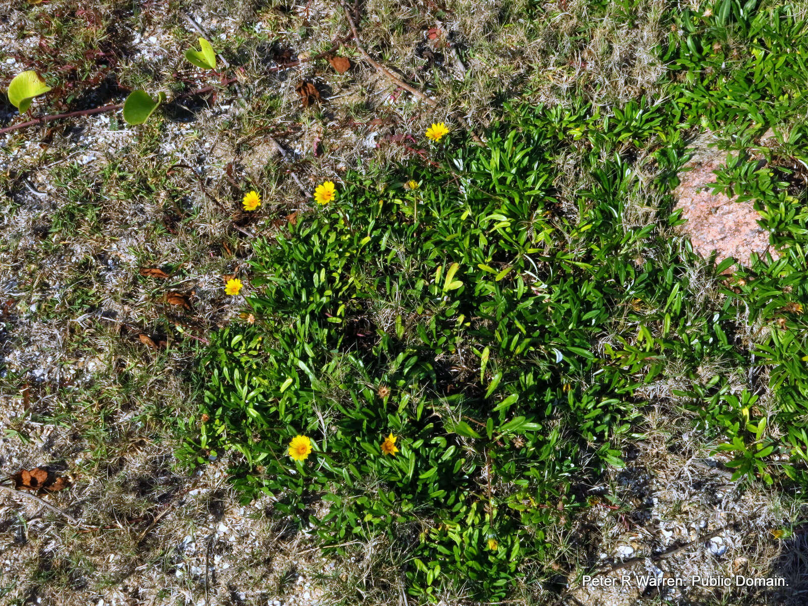 Image of Gazania rigens var. uniflora (L. fil.) Rössl.