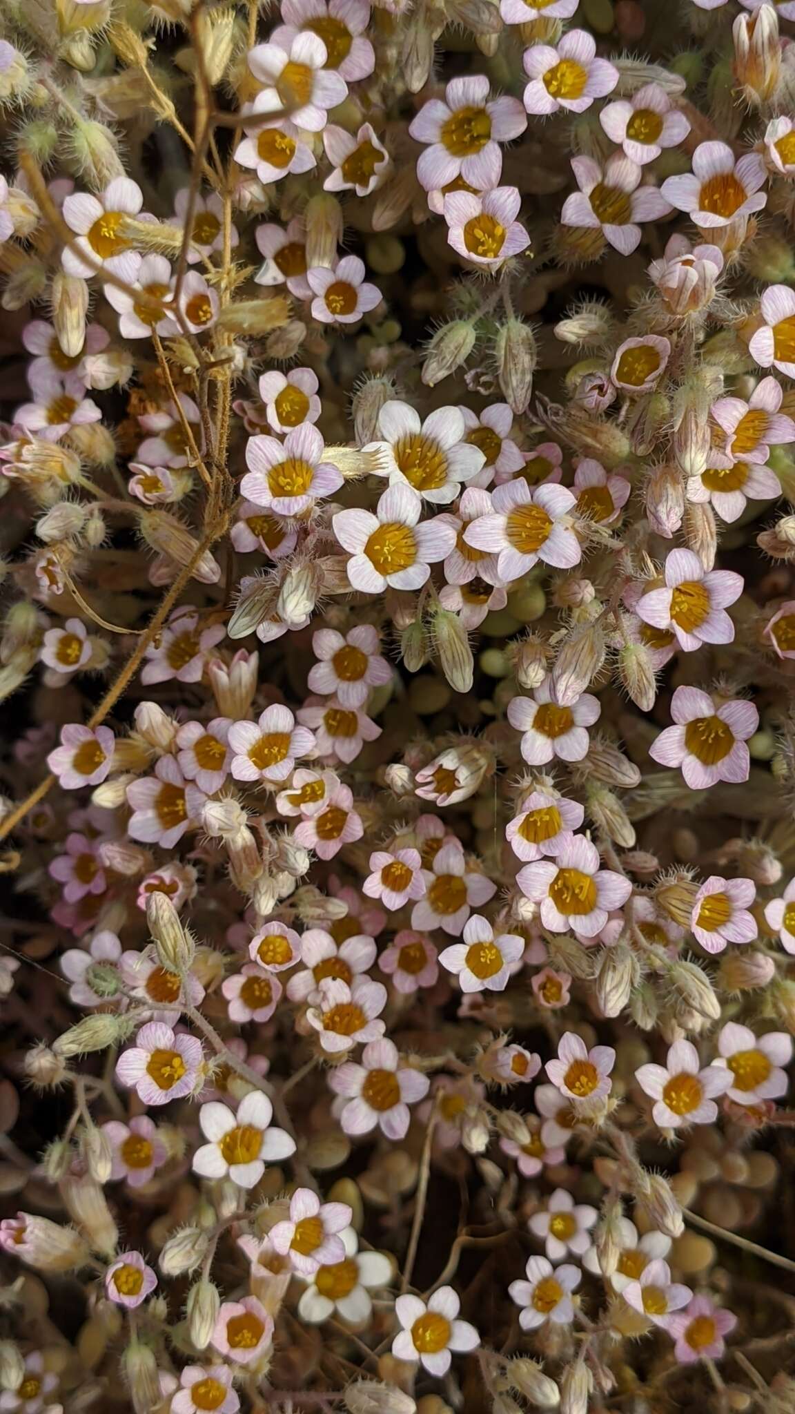 Plancia ëd Sedum mucizonia