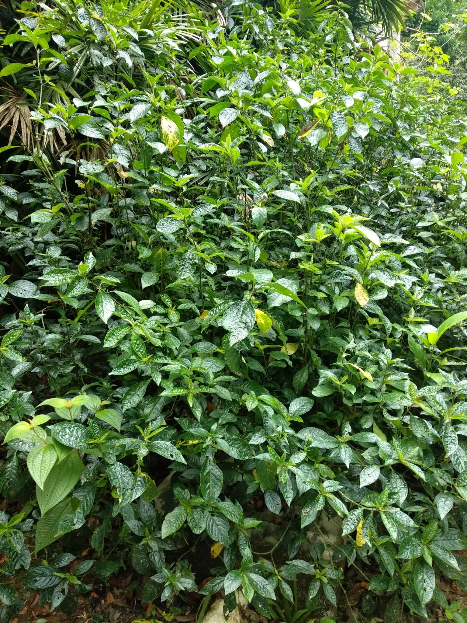 Plancia ëd Strobilanthes phyllostachyus Kurz