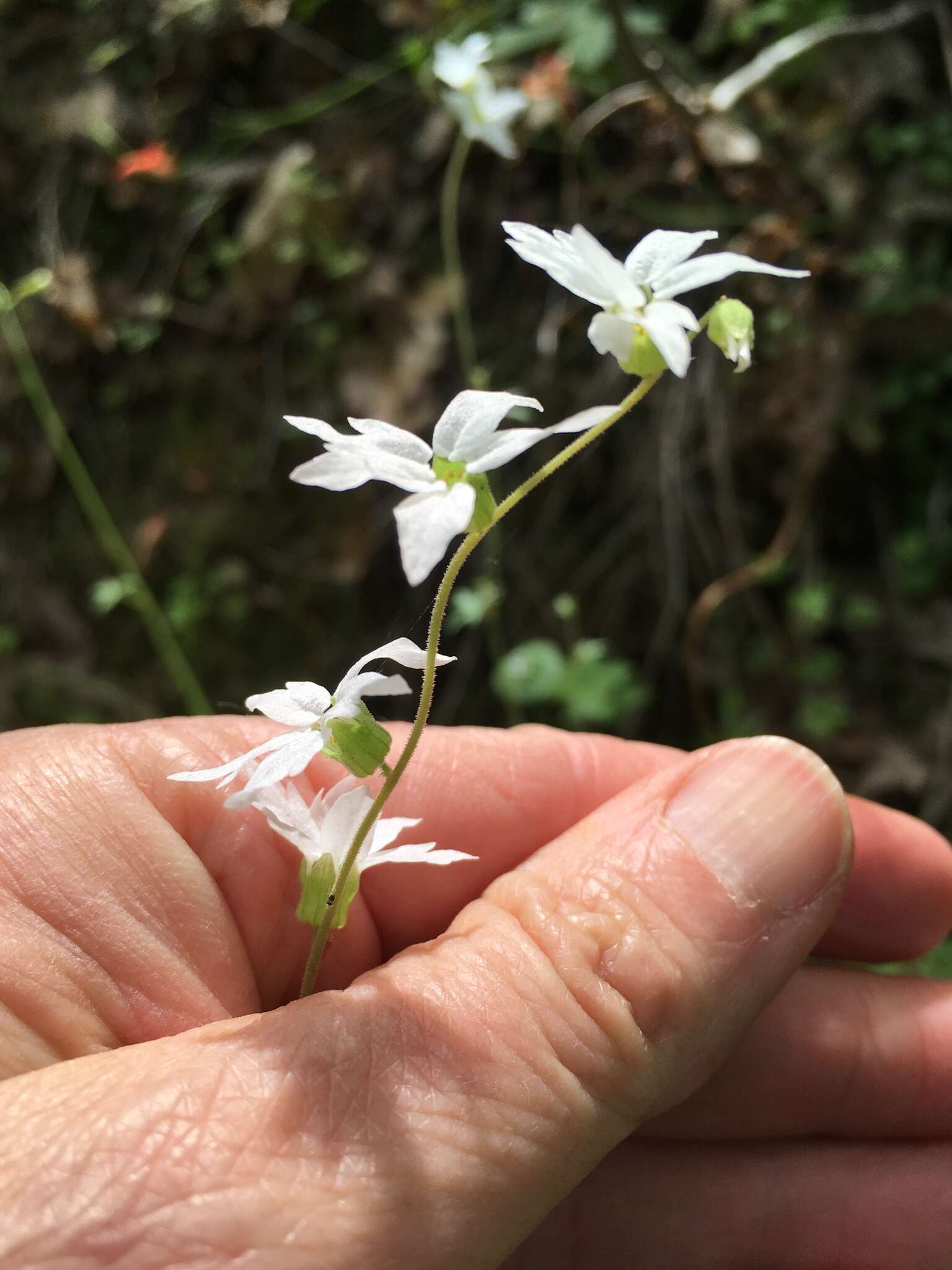 Image of hillside woodland-star