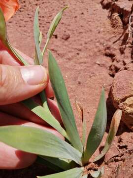 صورة Gladiolus pulcherrimus (G. J. Lewis) Goldblatt & J. C. Manning