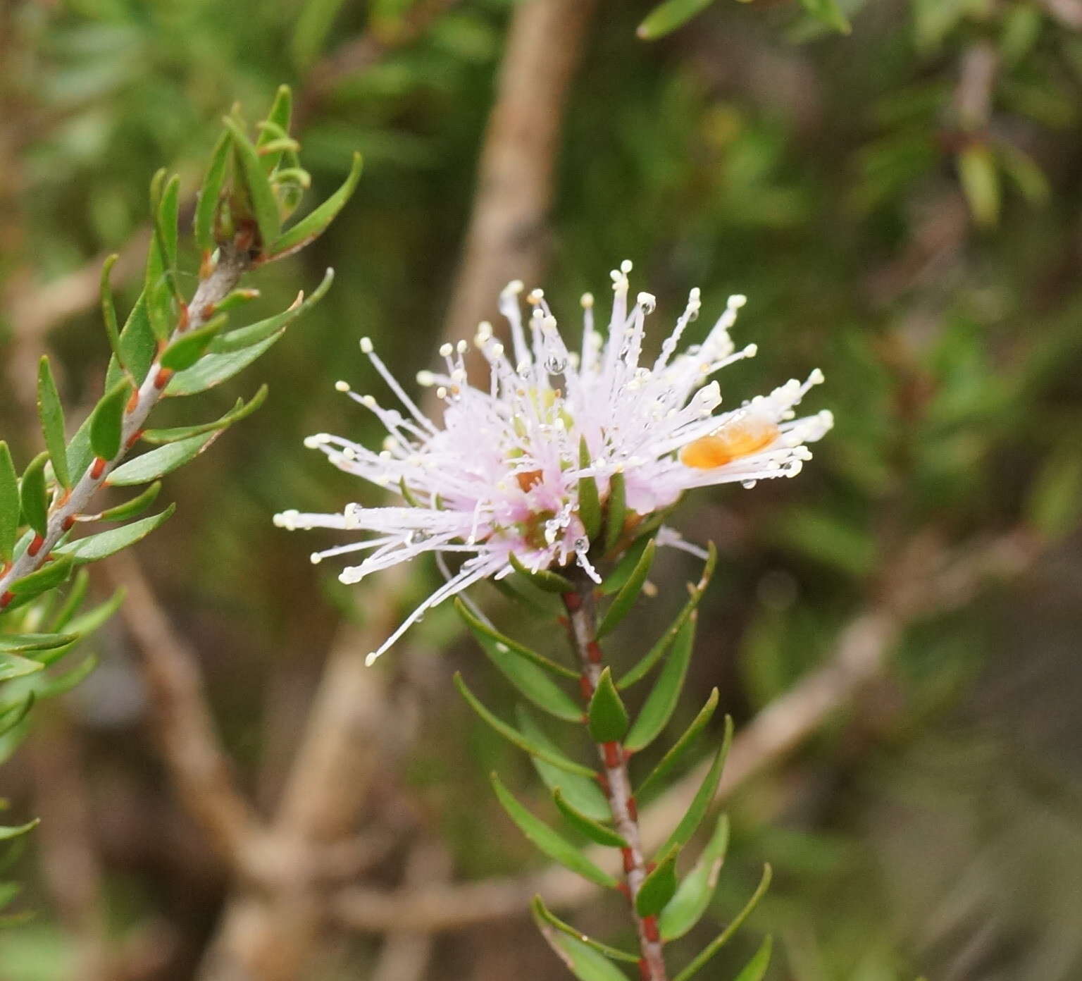 Imagem de Melaleuca squamea Labill.