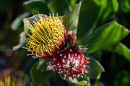 Image of Leucospermum oleifolium (P. J. Bergius) R. Br.