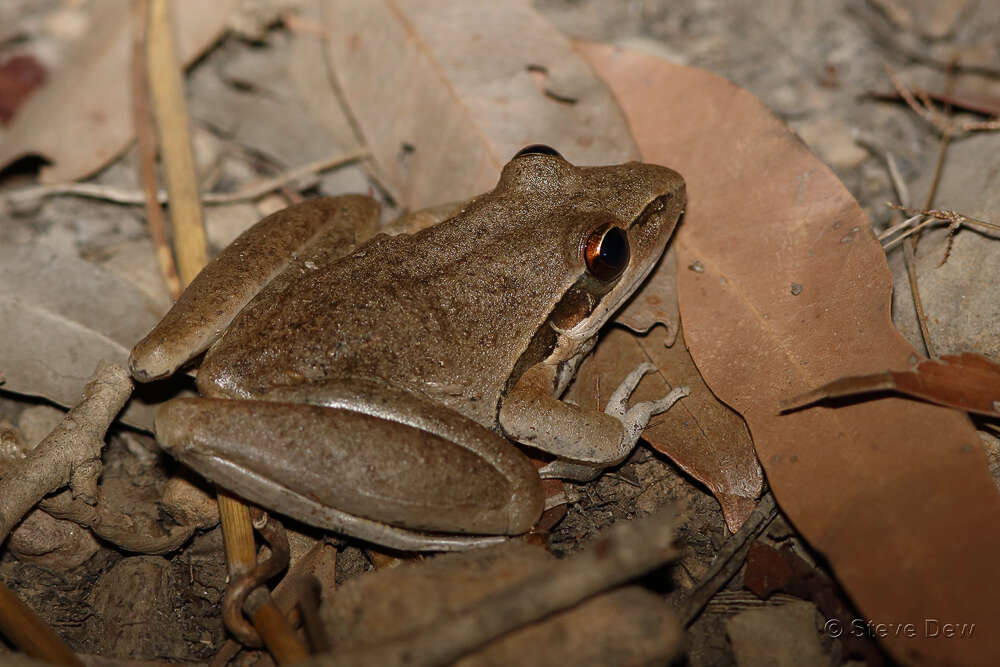 Image of Litoria spaldingi (Hosmer 1964)