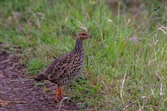 Image of Painted Francolin