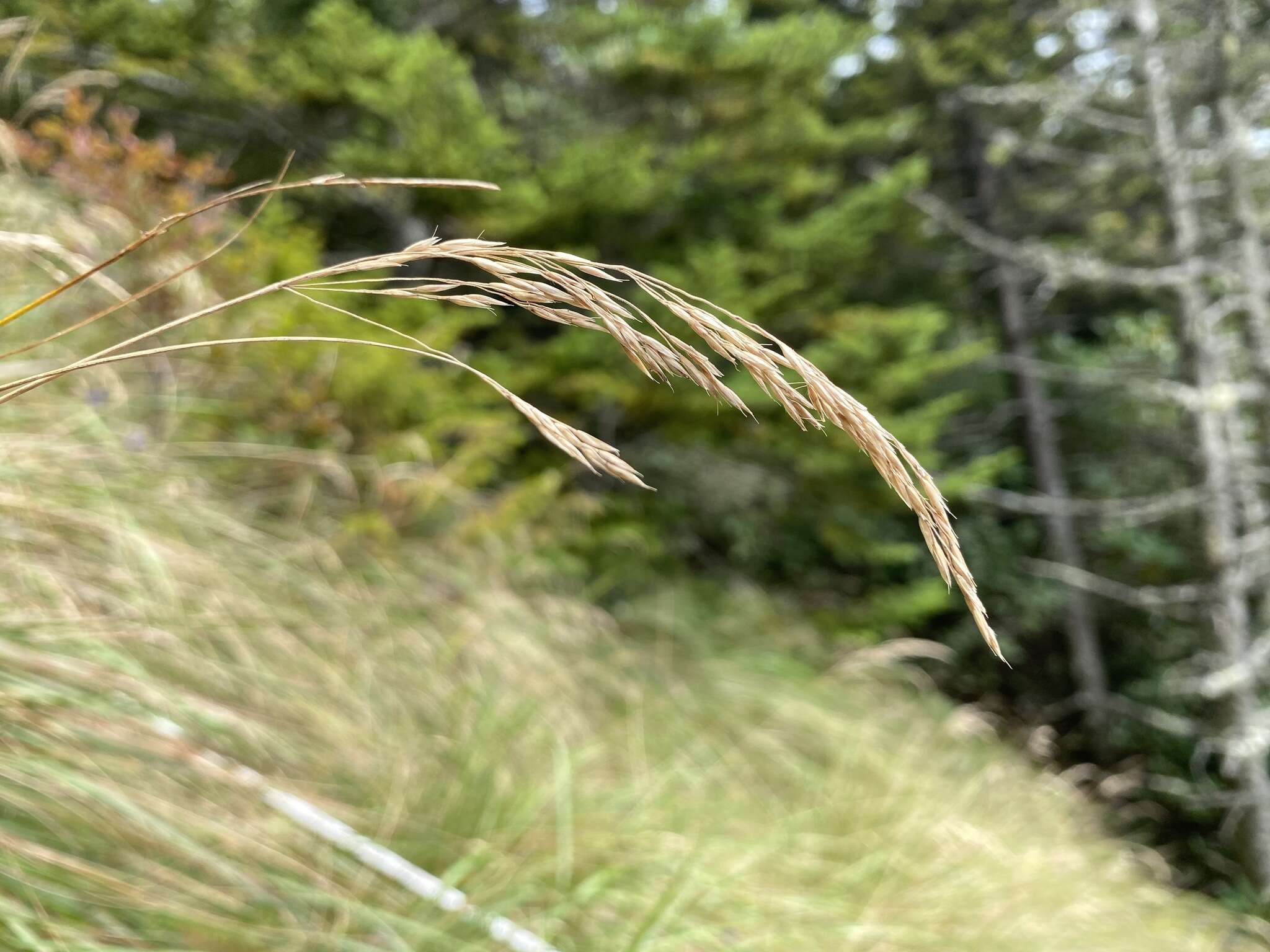 Image de Calamagrostis cainii Hitchc.