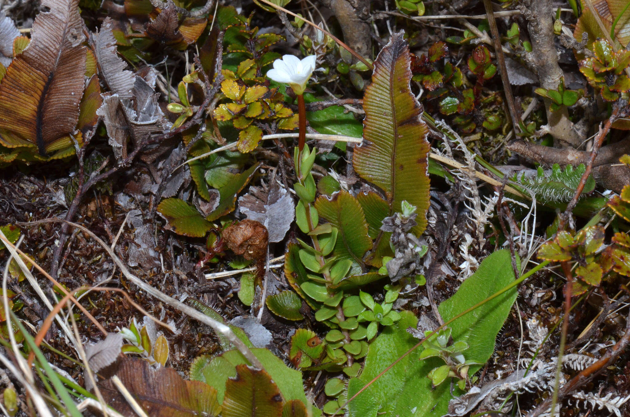 Image of Epilobium alsinoides subsp. atriplicifolium (A. Cunn.) Raven & Engelhorn