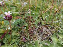 Sivun Sabulina acutiflora (Fenzl ex Endl.) Dillenb. & Kadereit kuva