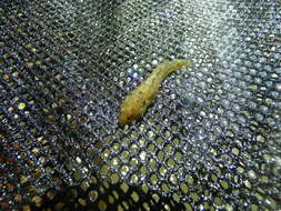 Image of Common goby