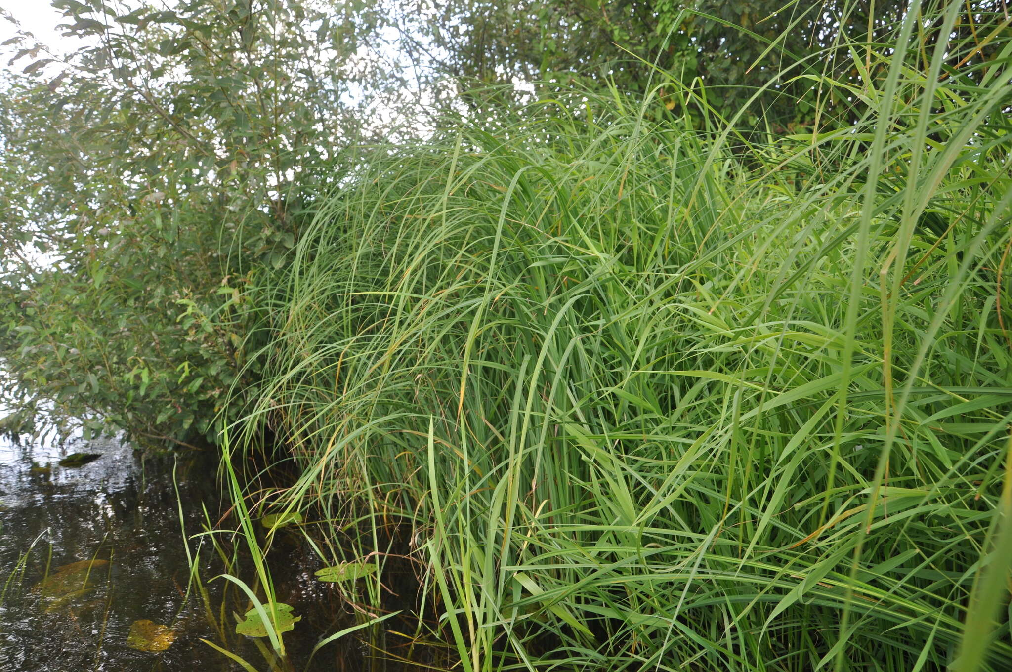 Carex acuta L. resmi