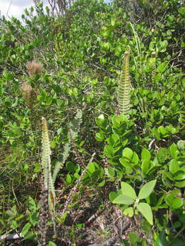 Image of Pleopeltis lepidopteris (Langsd. & Fisch.) Sota