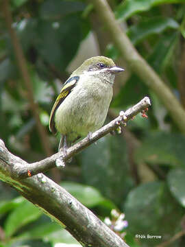 Image of Moustached Tinkerbird