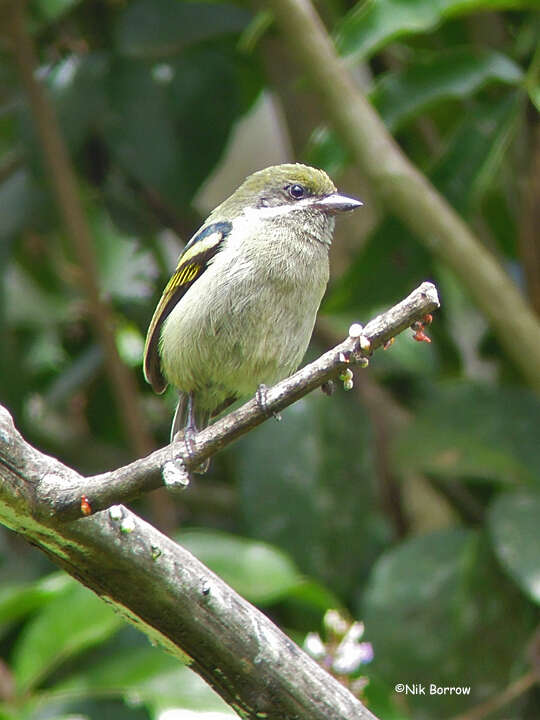 Image of Moustached Tinkerbird