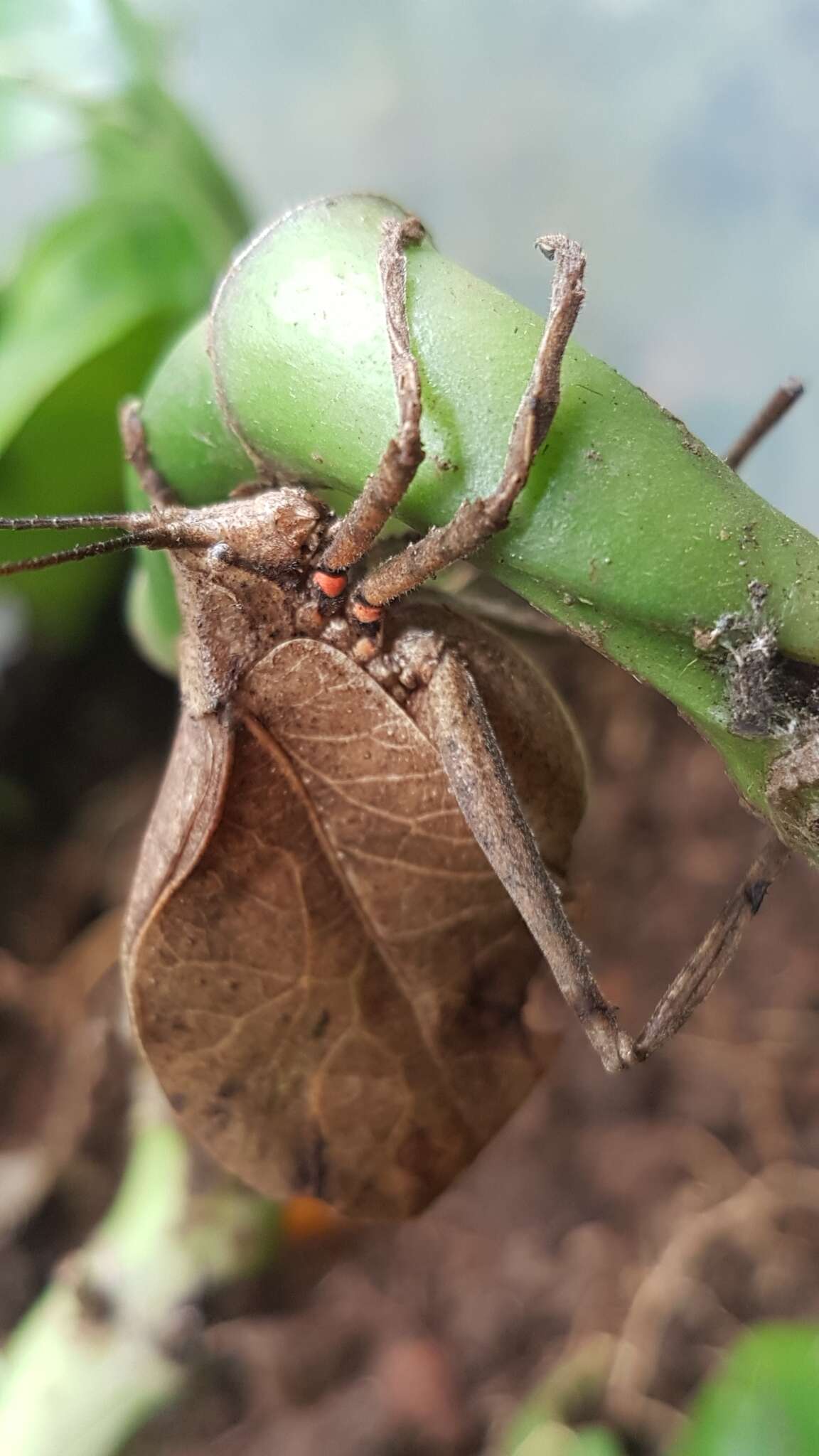 Image of Typophyllum spurioculis Baker, A., Sarria-S., G. K. Morris, Jonsson & Montealegre-Z. 2017