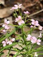 Sivun Stylidium adnatum R. Br. kuva