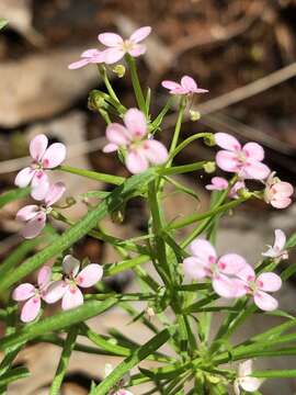 Sivun Stylidium adnatum R. Br. kuva